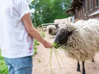 Kind mit Schaf beim Füttern draußen