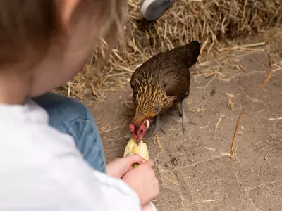 Kind mit Huhn beim Füttern